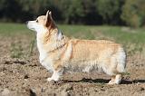 CORGI PEMBROKE 679